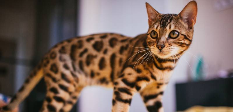el bengali es un gato hipoalergénico
