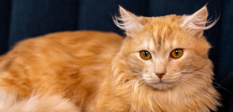 gato siberiano es un gato hipoalergenico