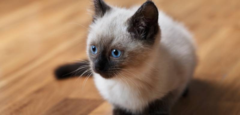 el balines es un gato hipoalergénico