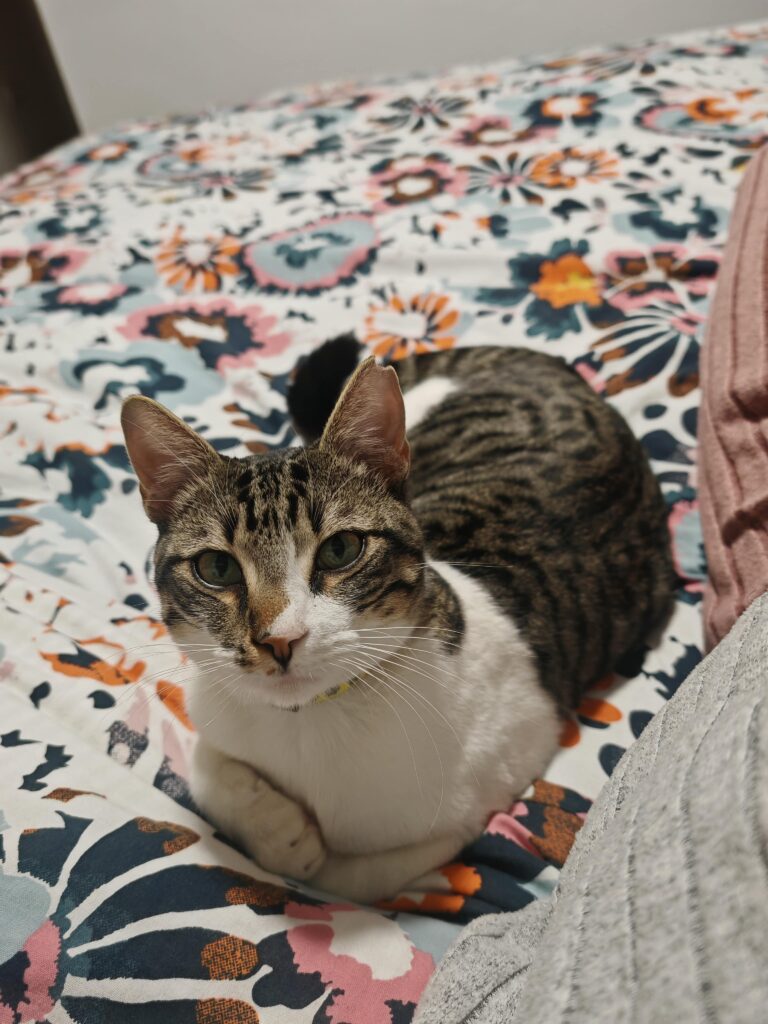 mushu