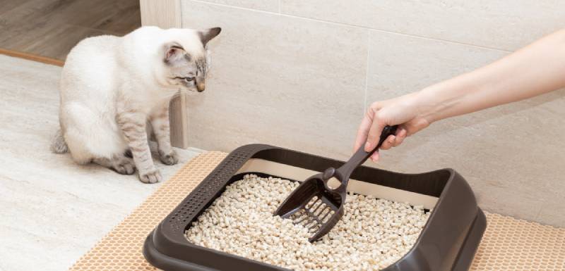 mejores areneros gatos