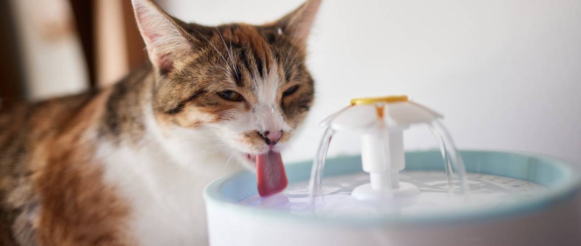 Guía 2025: El mejor bebedero para gatos según expertos