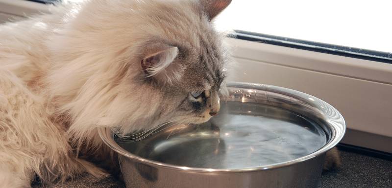 como elegir un bebedero para gatos