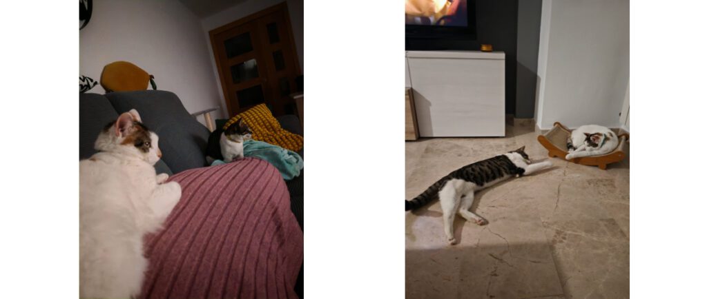 mushu adopcion y familia