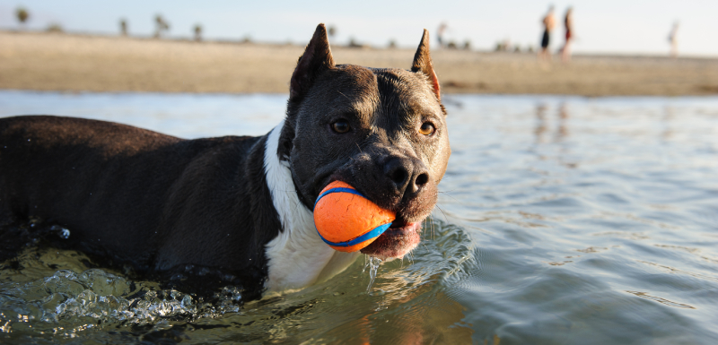 mejores juguetes acuaticos perros