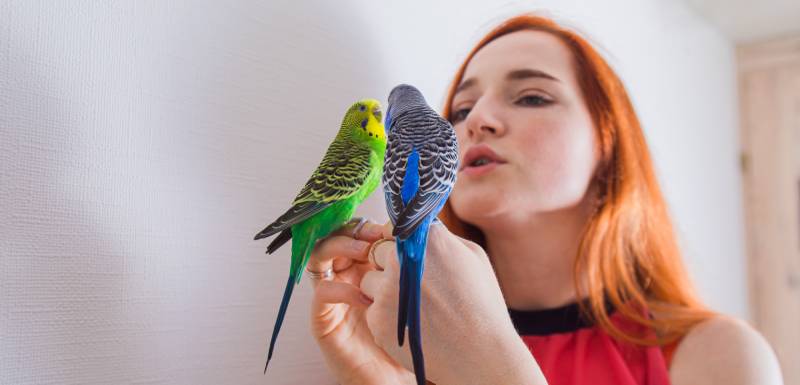 mi pajaro me pica