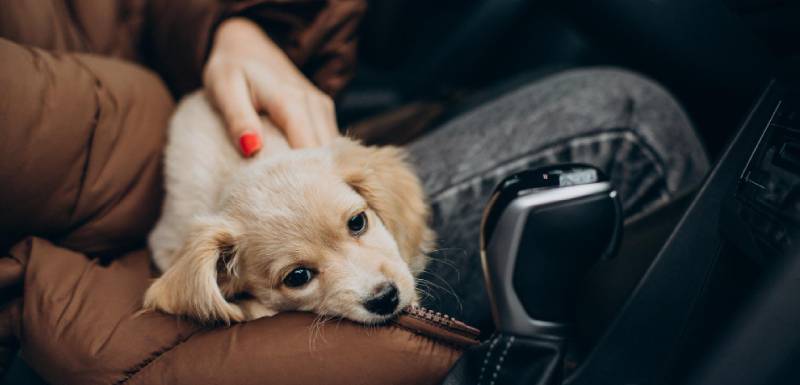 viajar con cachorro en coche
