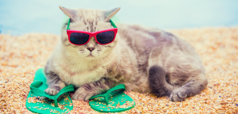 gatos golpe de calor