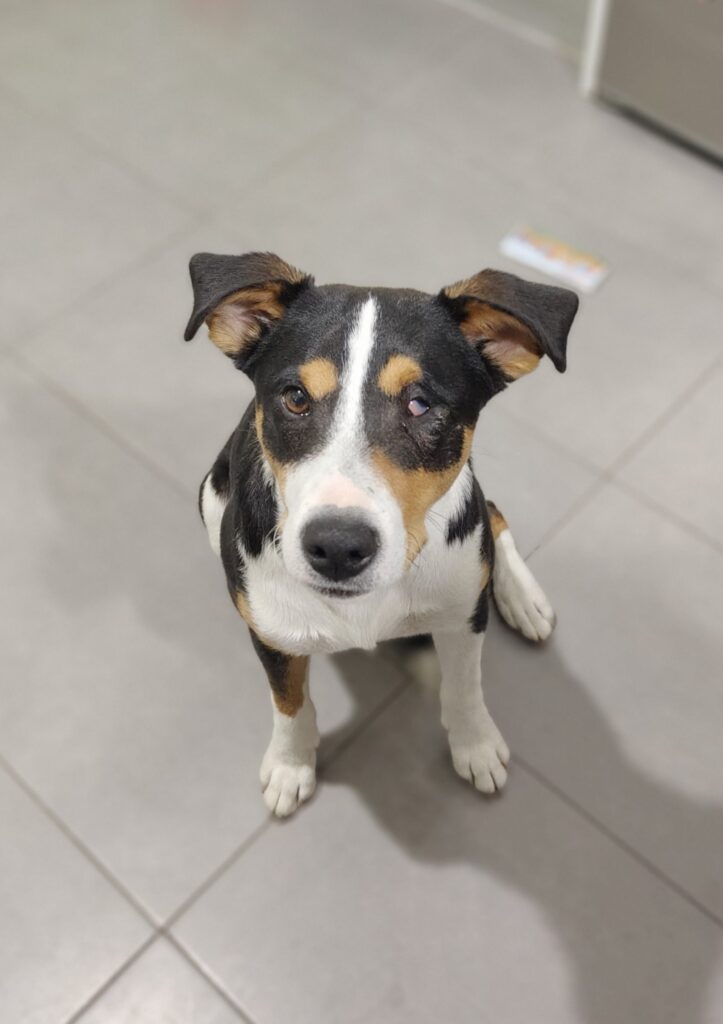 Hoppy perro adoptado