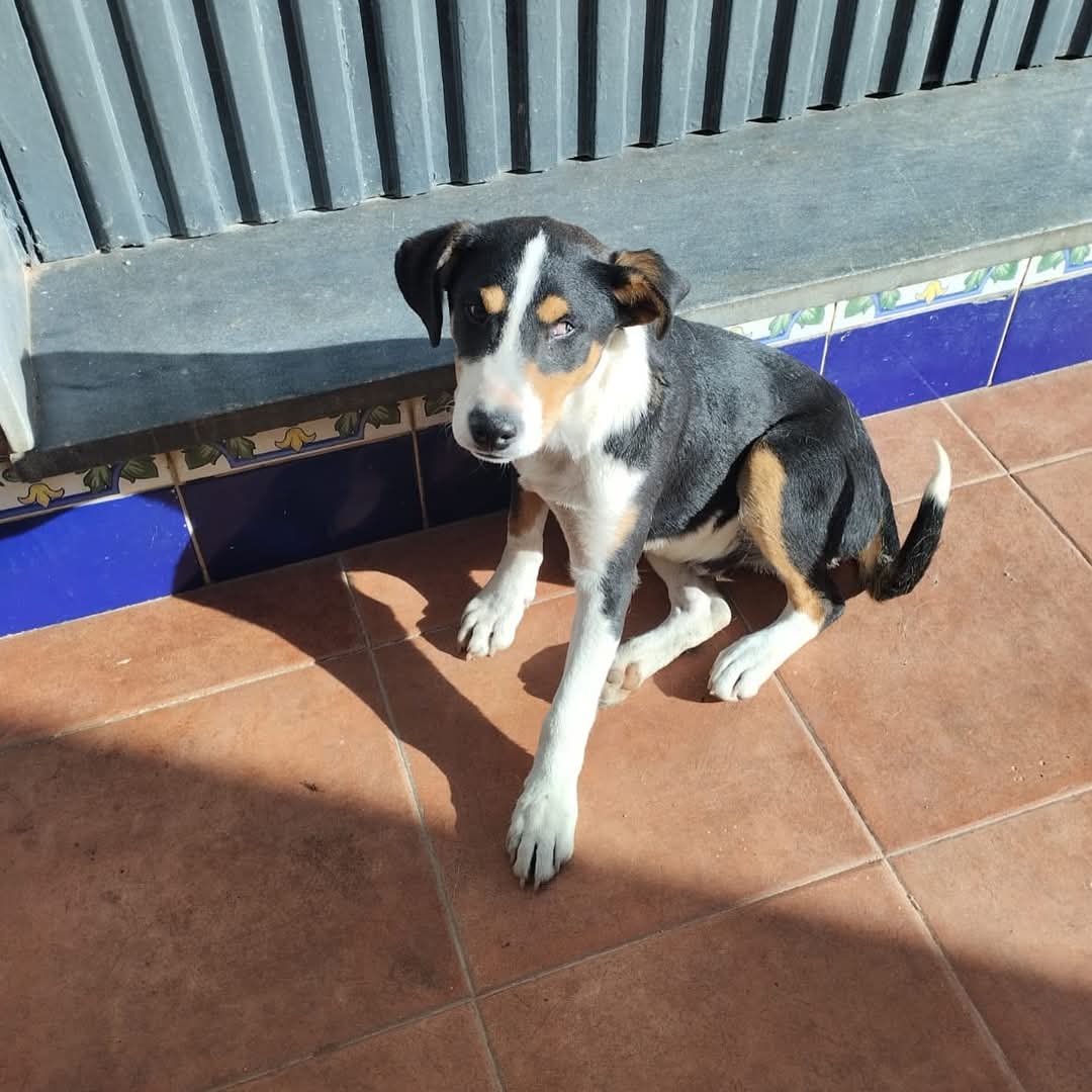 hoppy en su adopcion