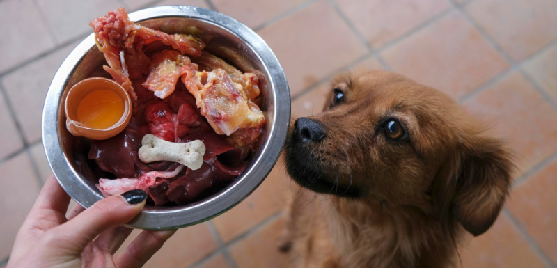 barf cachorros