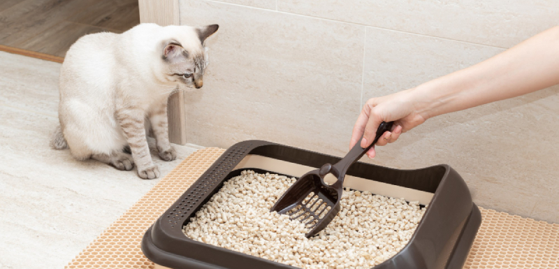 como limpiar arenero de gato