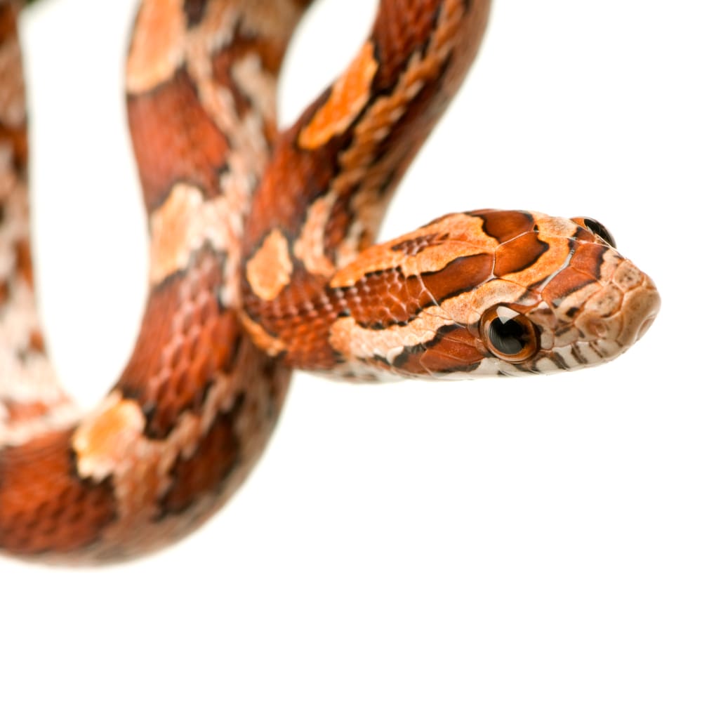 serpiente del maiz descripcion