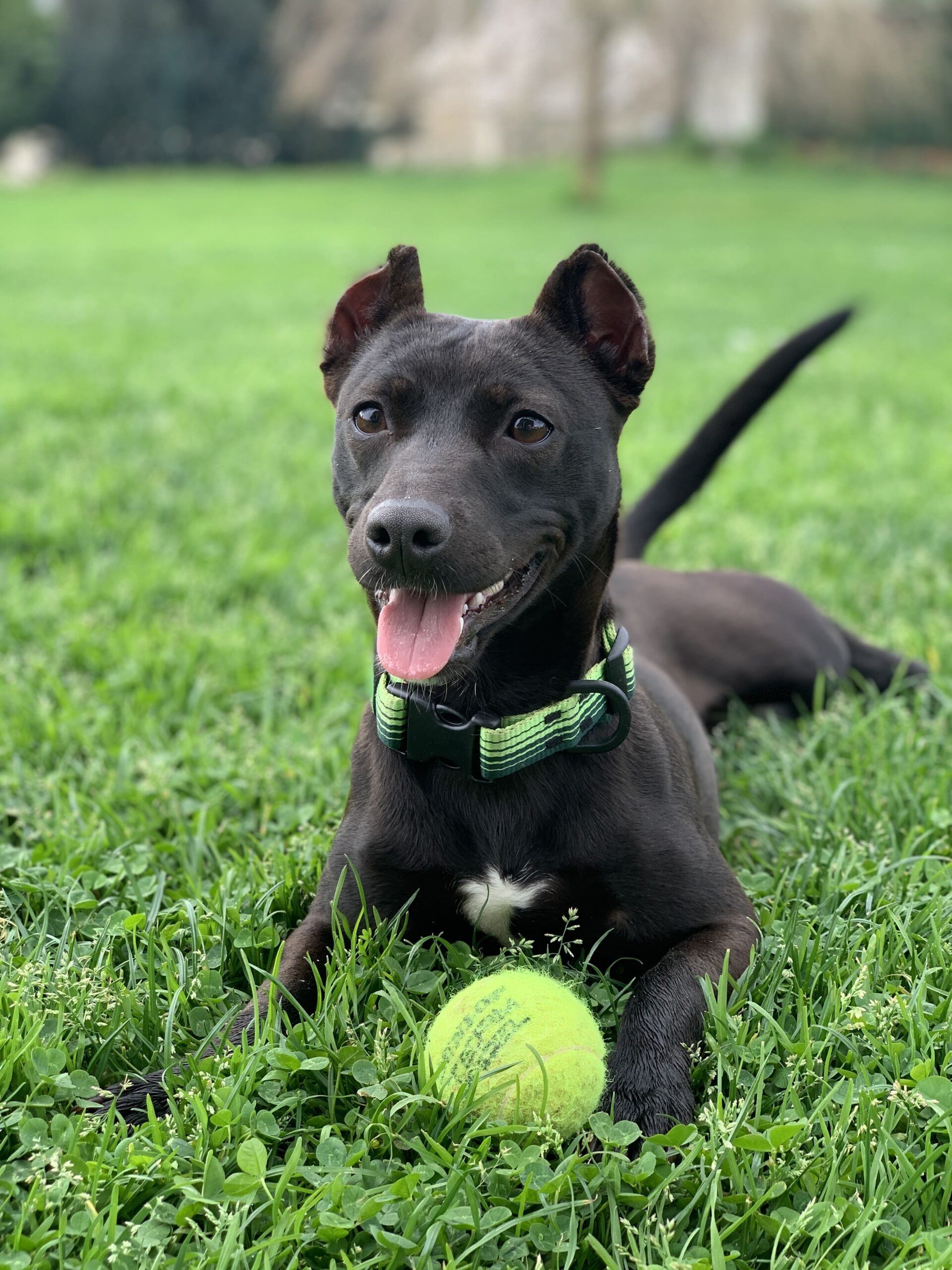 historia de adopcion de Laura y Mara