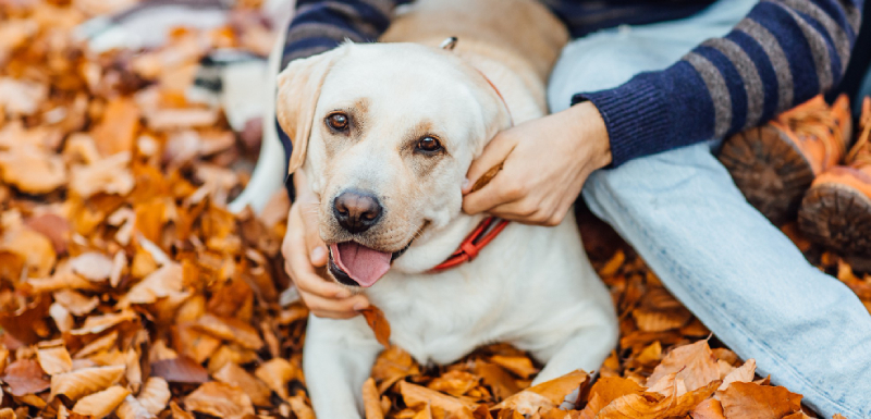 cuantos años tiene un perro en edad de humano