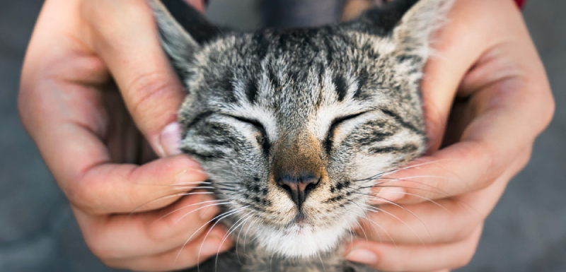 como calcular la edad de un gato en años humanos