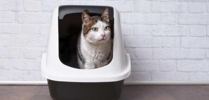 aprender a usar el arenero gatos