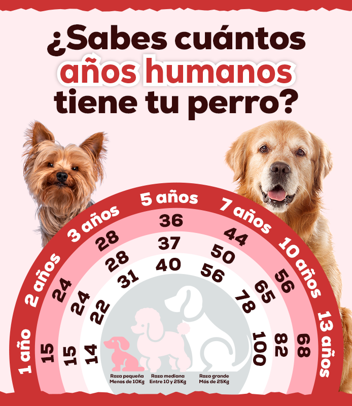 cuantos años humanos tiene tu perro