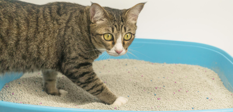 arena aglomerante gatos