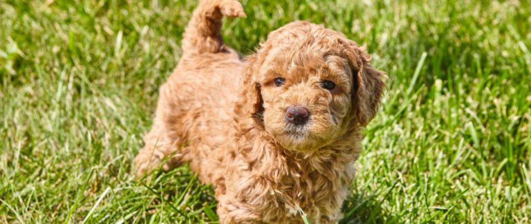 Ficha de raza del goldenddoodle