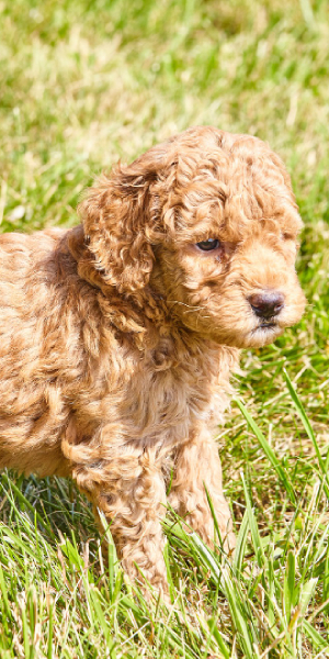 goldendoodle 3