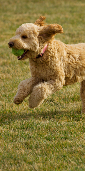 goldendoodle 1