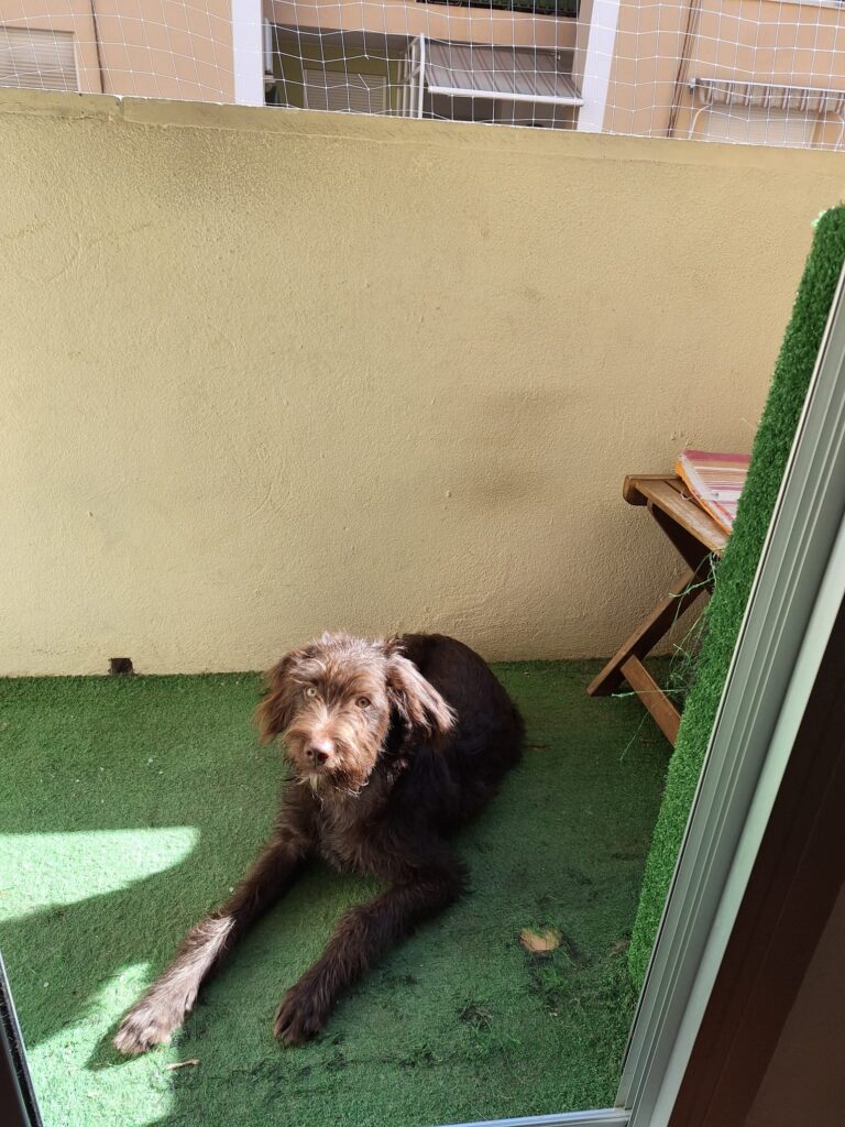 historia adopcion teddy
