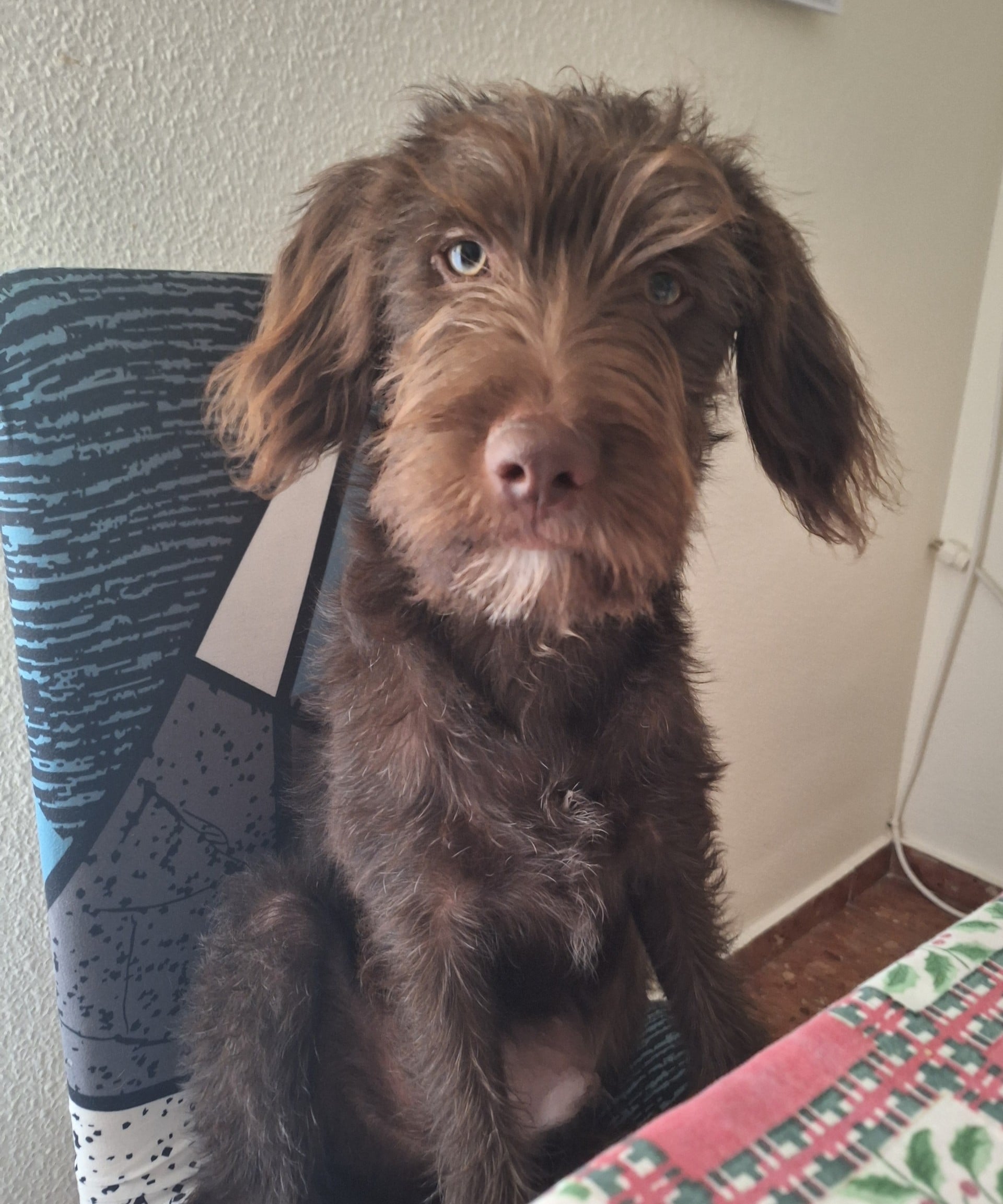historia de adopcion de teddy