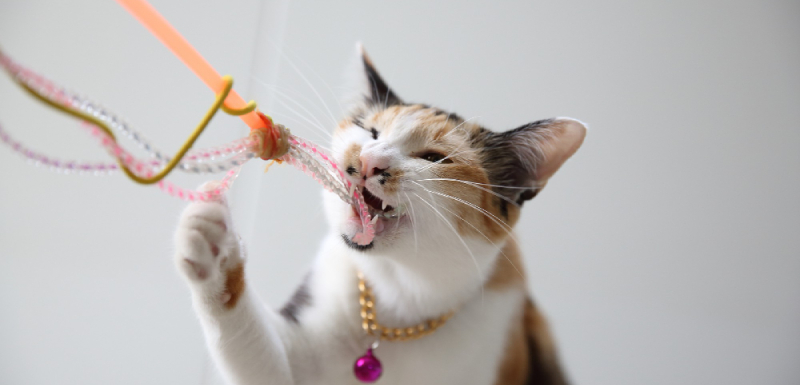 como elegir el juguete de inteligencia para gatos