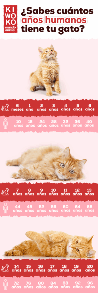 cuantos años humanos tiene tu gato