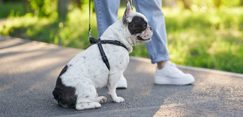 mi perro no quiere salir a pasear