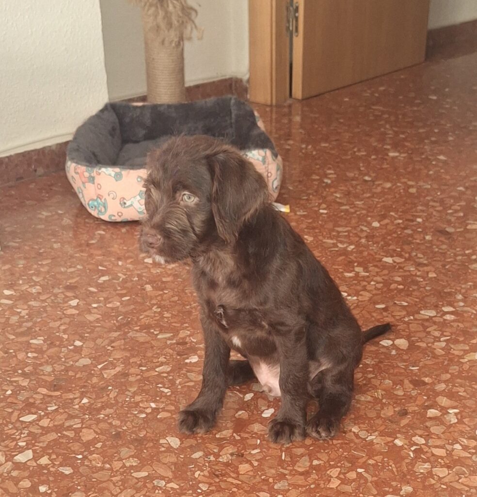 teddy al llegar a casa
