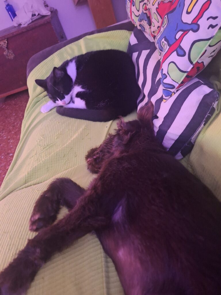 teddy y gatos