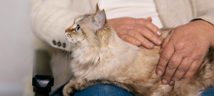 probioticos gatos cual elegir
