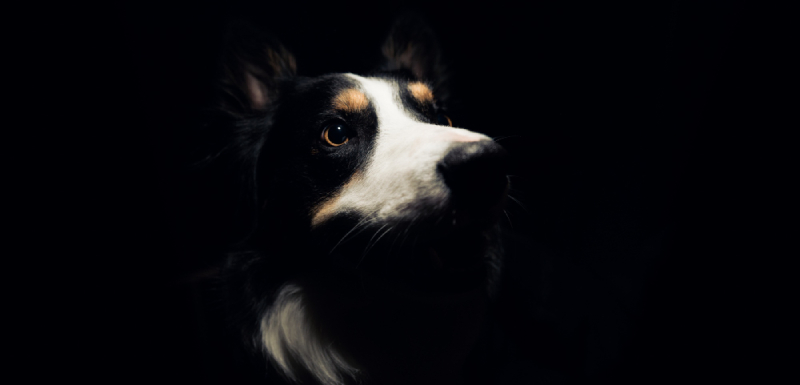 como ven los perros en la oscuridad