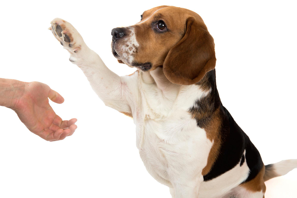 pasos para enseñar a un perro a dar la pata