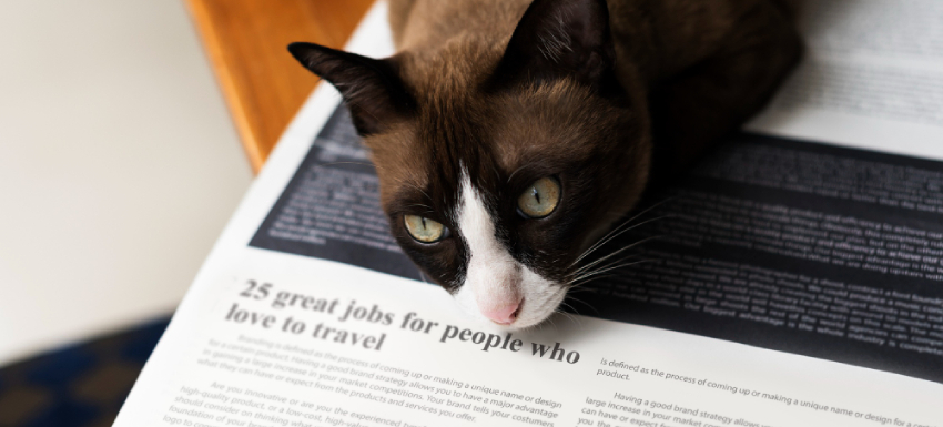 gatos curiosidades sobre ellos