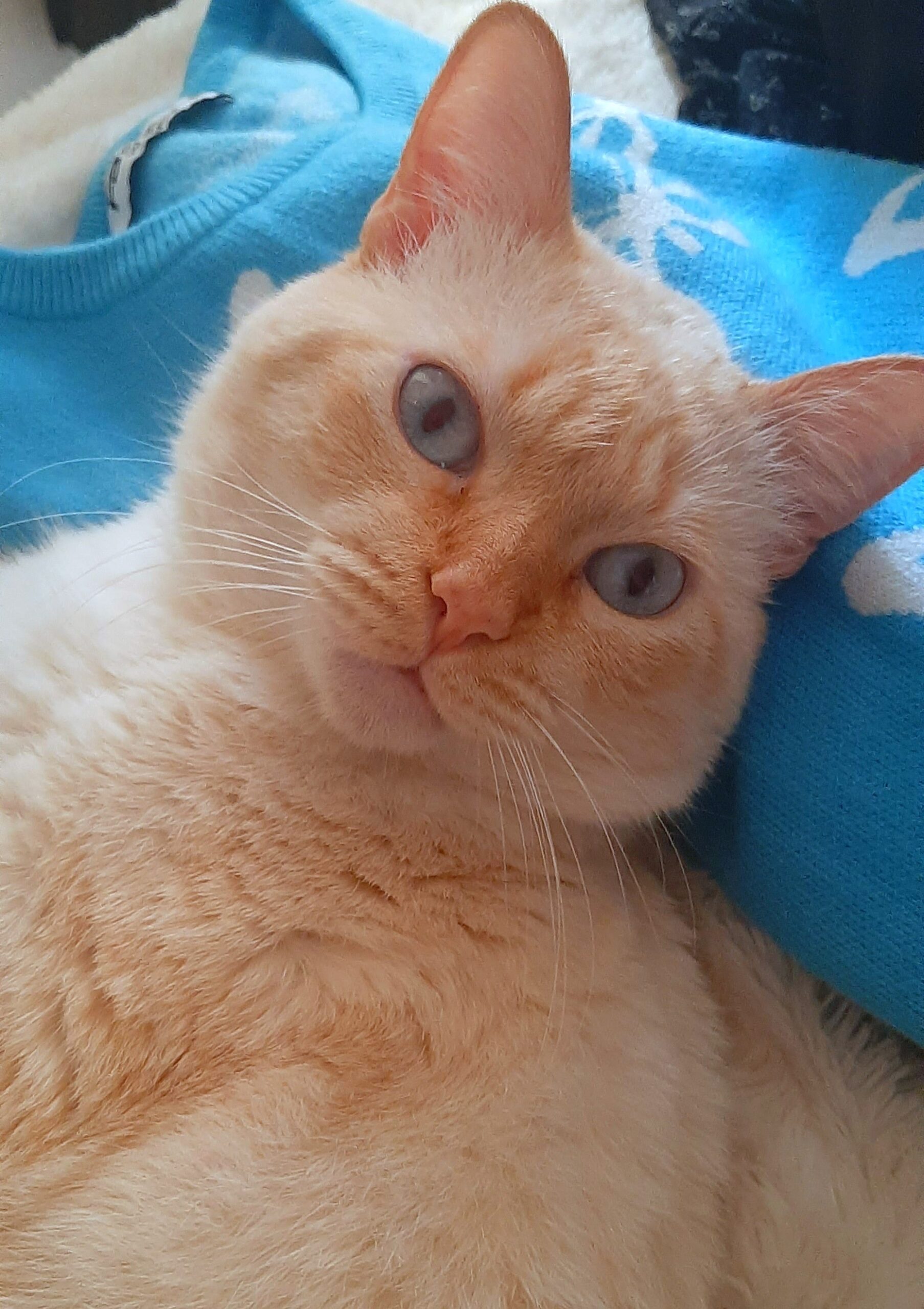 historia de adopcion guiri y sumaya