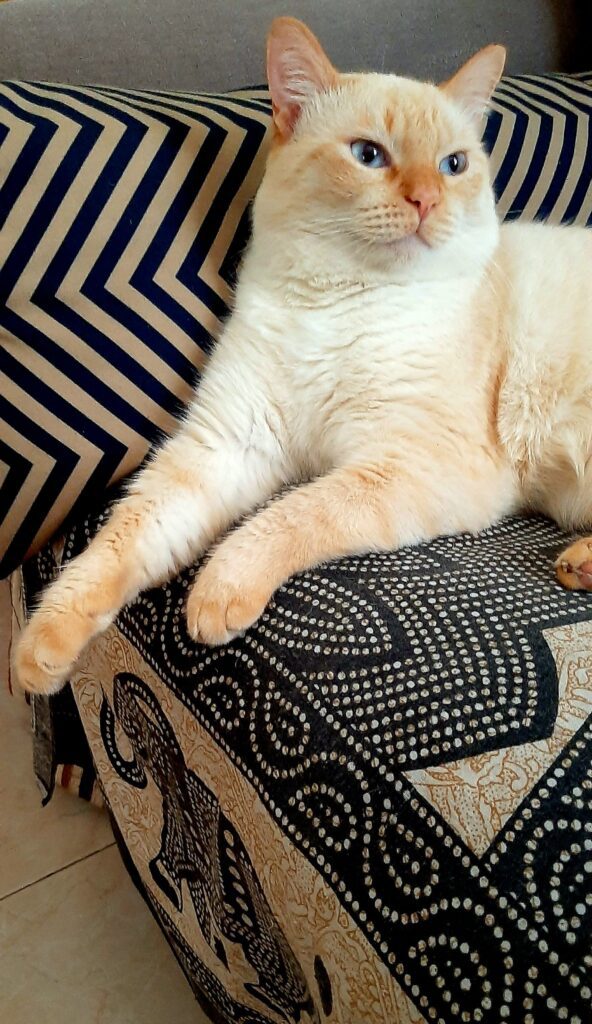 guri y sumaya historia de adopcion real