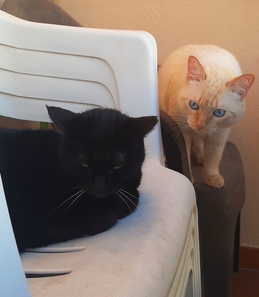 historia de guri y janet