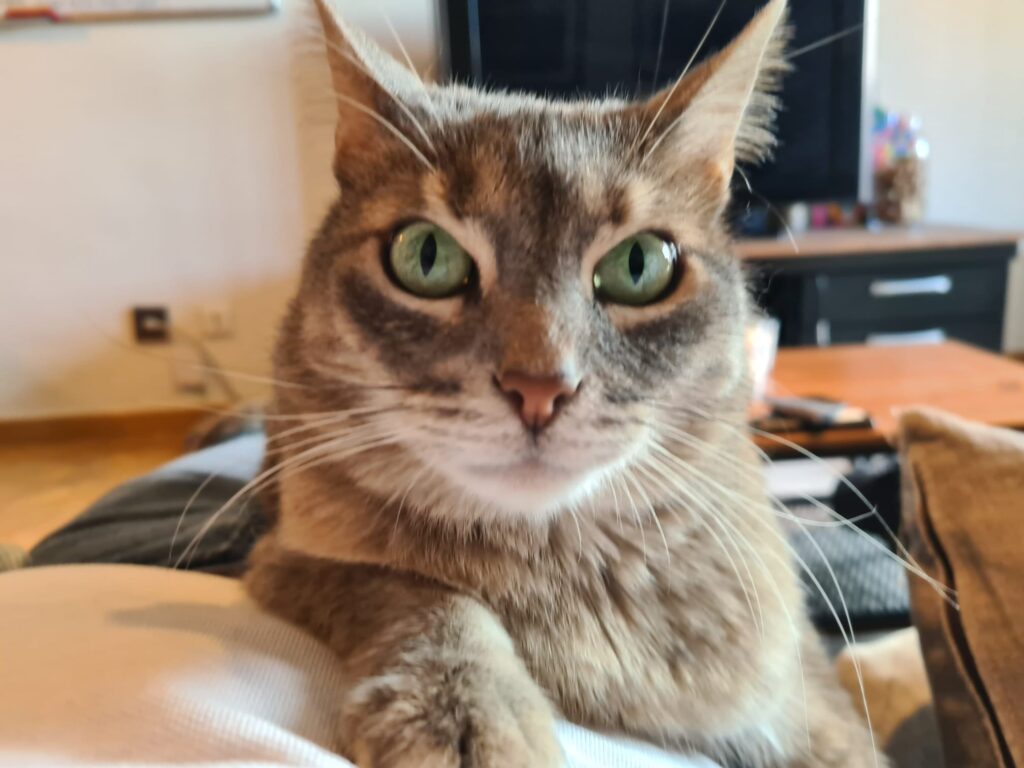 Tara historia de adopcion