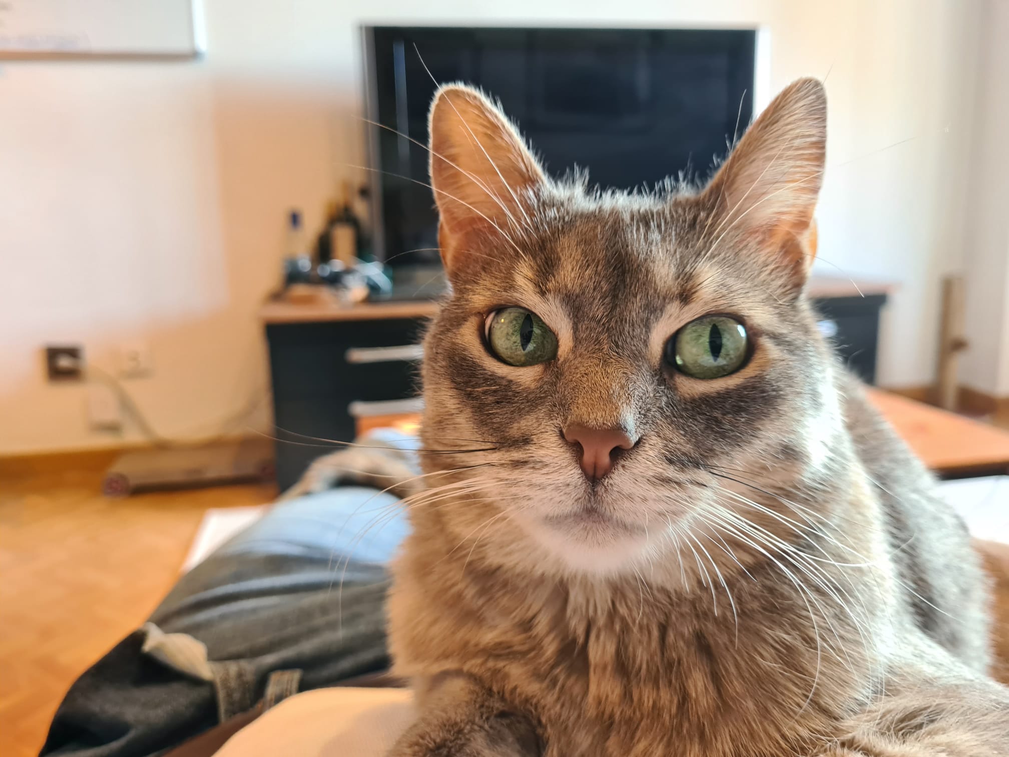 Tara historia adopcion