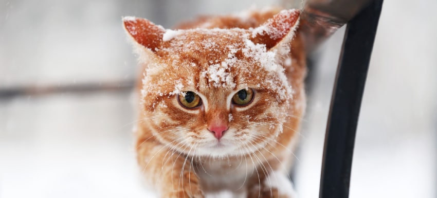 invierno con tu gato