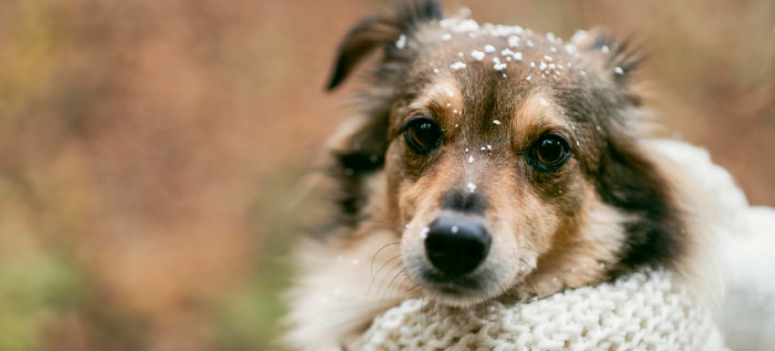 todos los consejos de invierno para perros