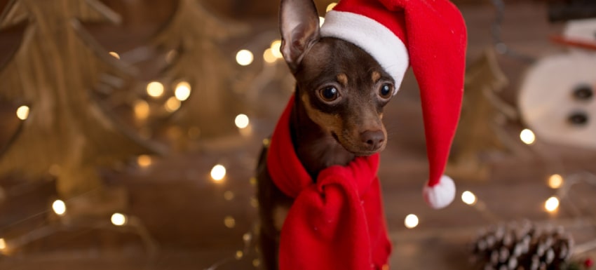 Navidad con perros