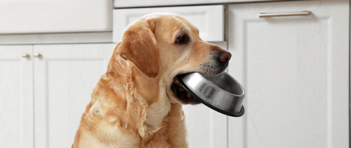 ¿Qué son los puches para perros y por qué es importante que los incluyas en su dieta habitual?