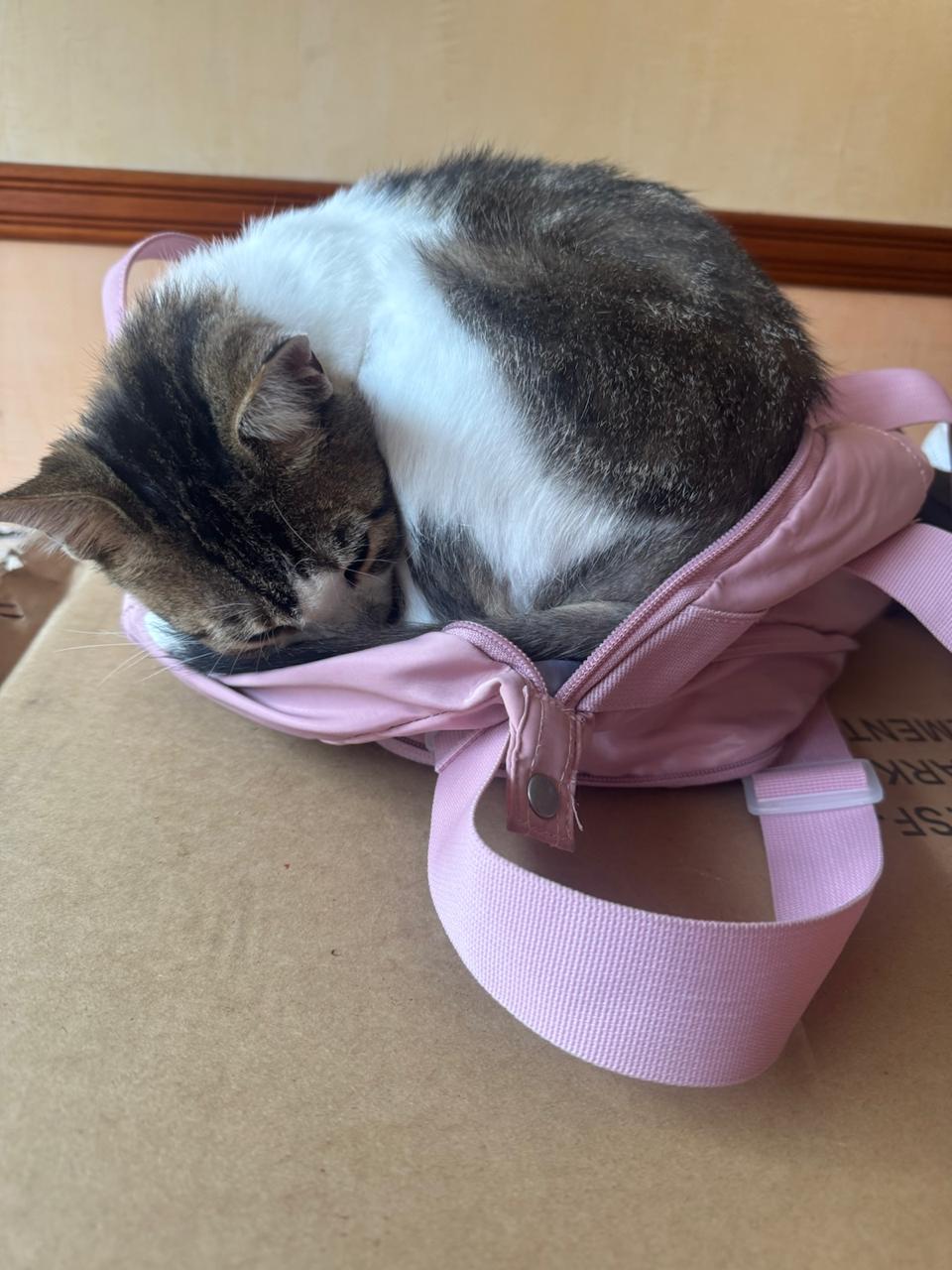 historia de adopcion de Dani