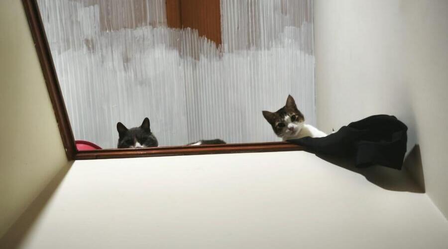 Historia de adopción: Dani