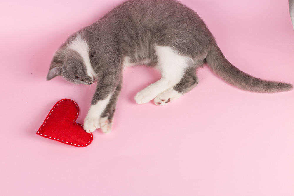 gato jugando con un peluche de corazón relleno de catnip