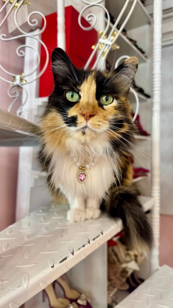 Chiro historias que dejan huella